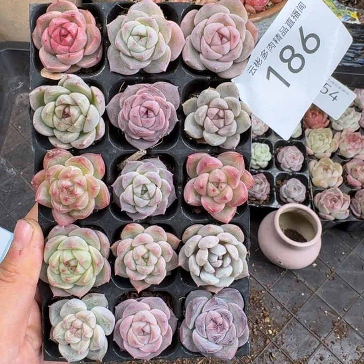186。
