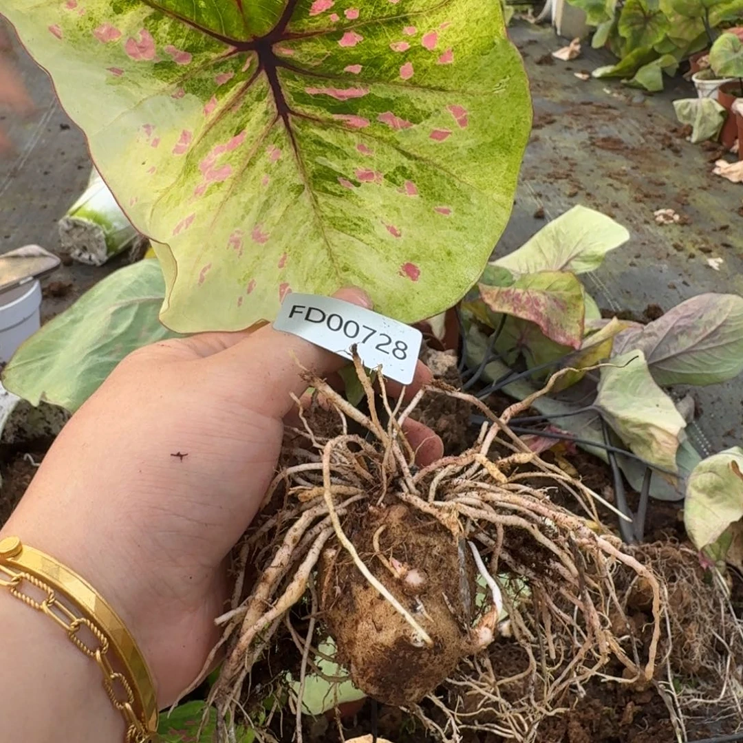 无花朵丹霞剪叶  4分左右  00728