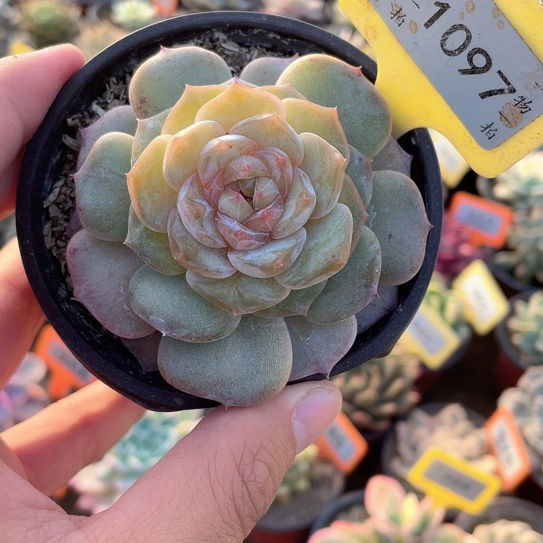 醉玲珑1097号多肉