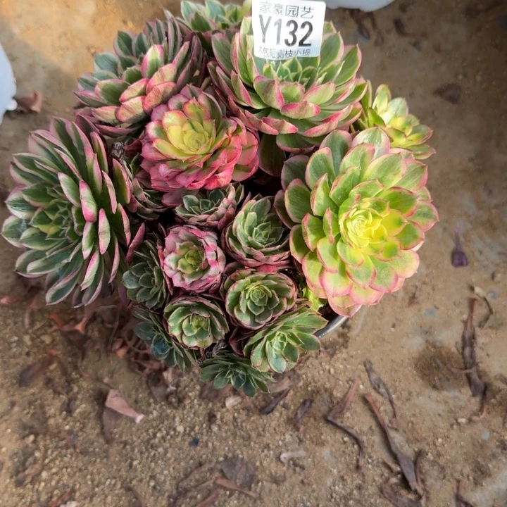 132海王官服20左右2