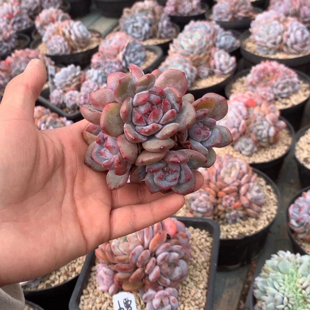 无花朵7头带缀花花花花花花花