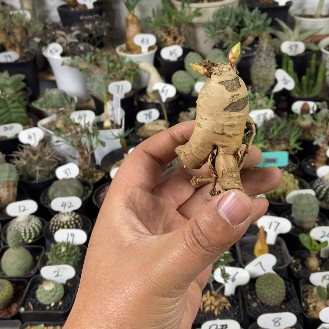 玫瑰大吉一物一拍