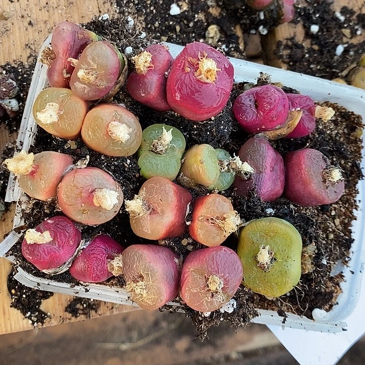 30323。  福利一组蟠桃有瑕疵。