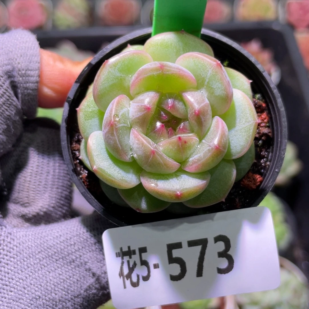 花利美5-573新品珍妮