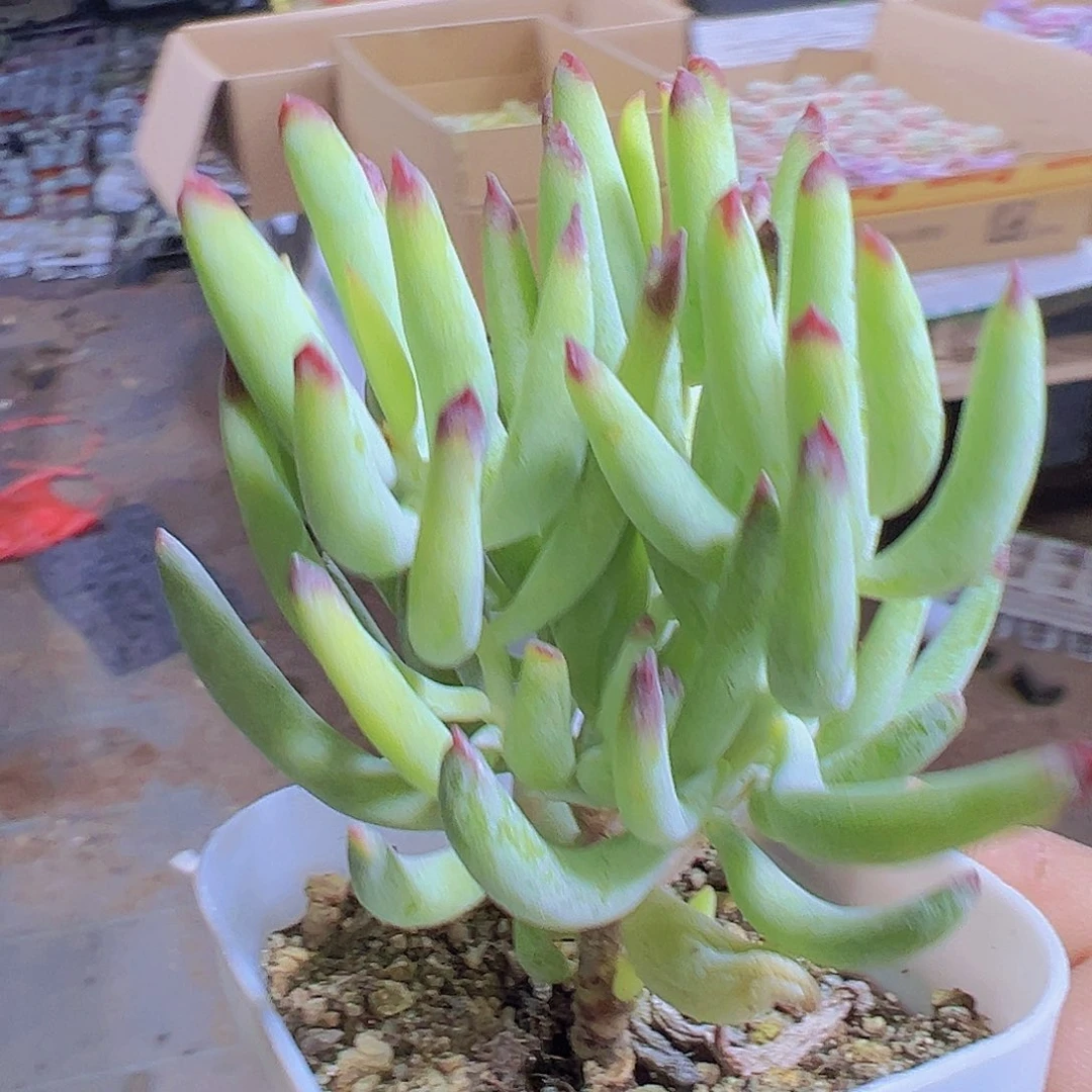 香蕉手指19包邮多