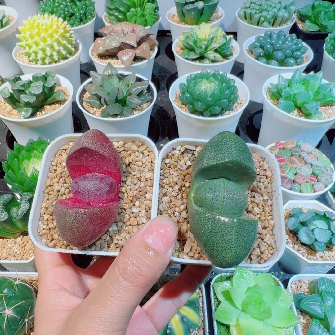 紫红宝加绿元宝多肉