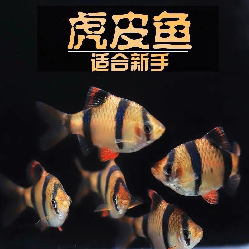 虎皮鱼金虎皮鱼热带鱼小型观赏鱼群游鱼四间虎皮鱼鱼食淡水好养活