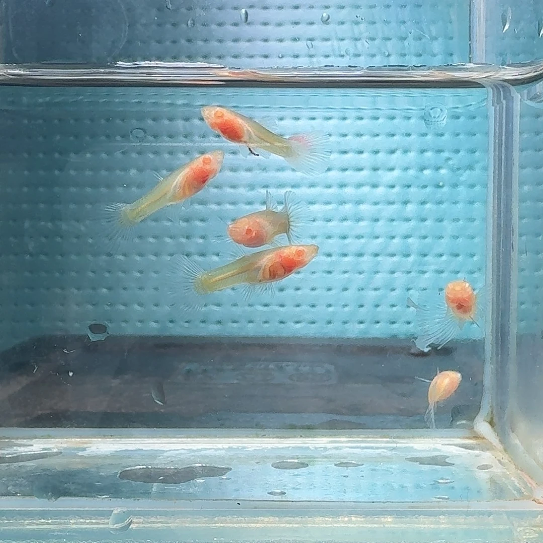 孔雀鱼超透白子一缸6条