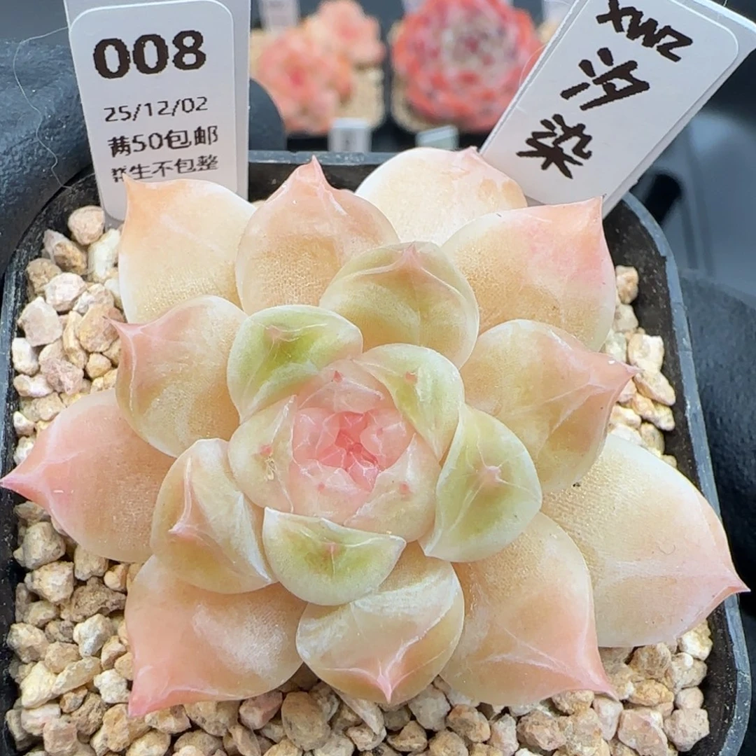 008  汐染    5厘米盆