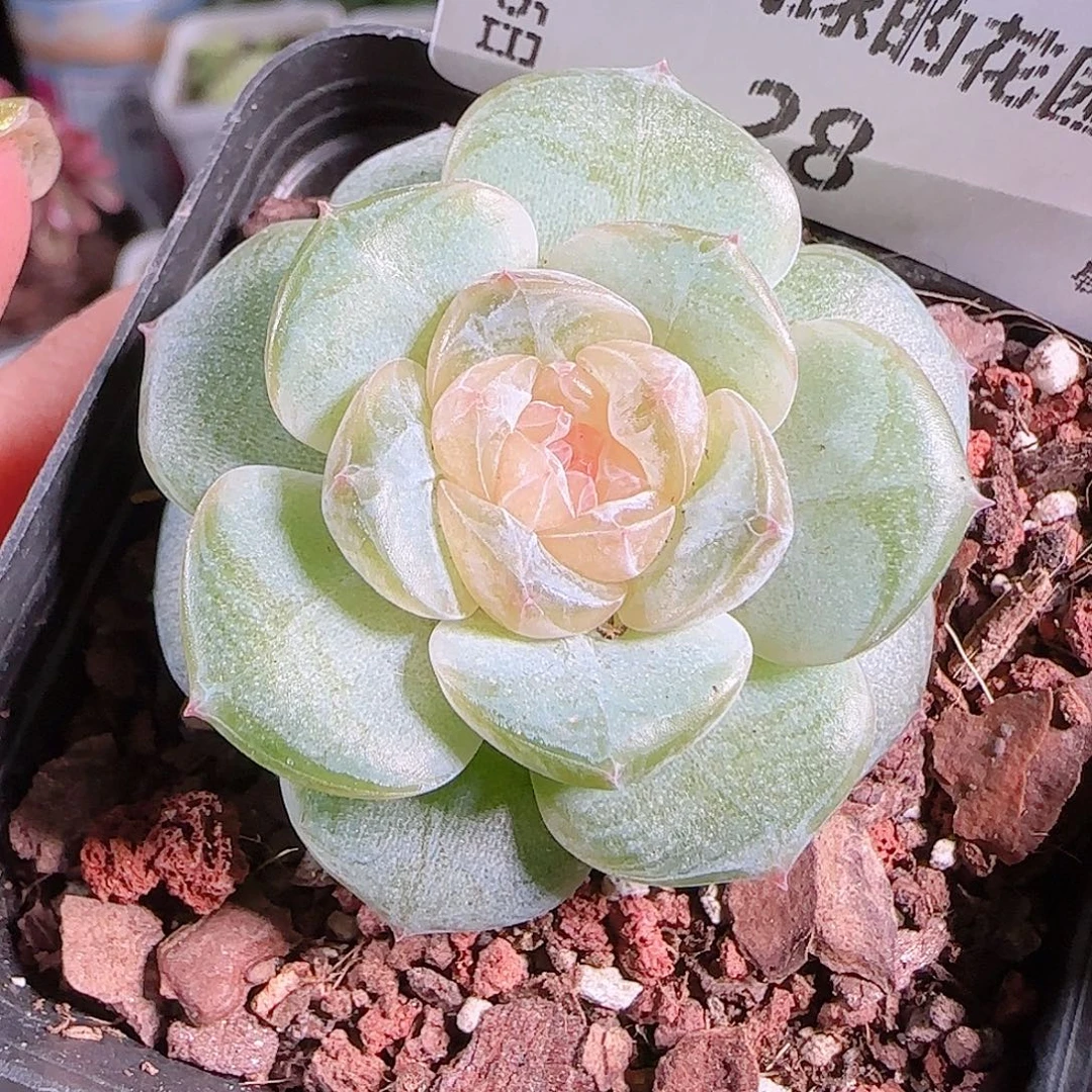 0815,--28若画糖心珍妮