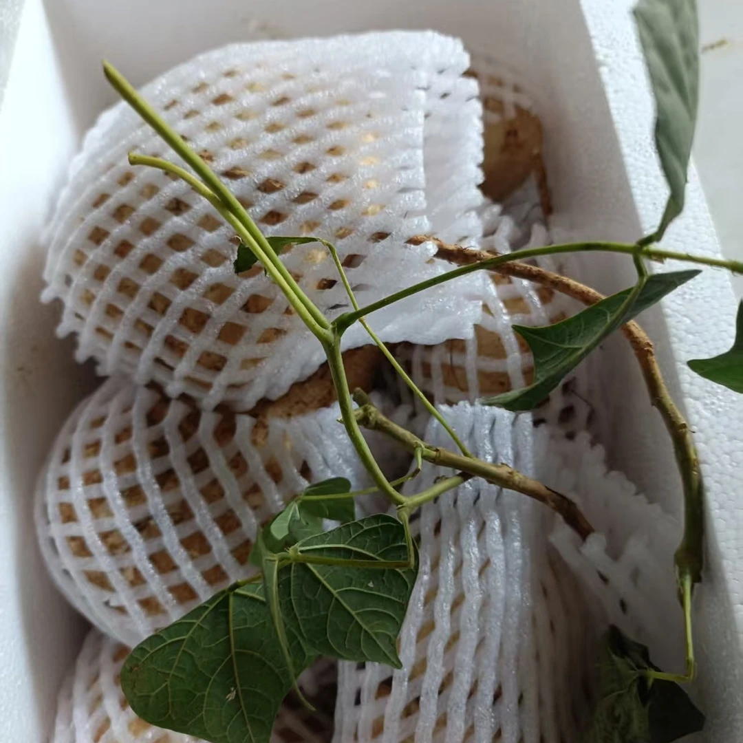 贵州新鲜地萝卜凉薯沙地种植脆甜当季水果可生吃水果