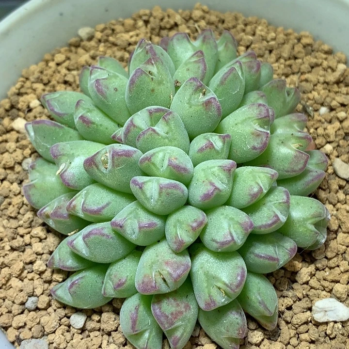 精品多肉植物稀有园艺猪蹄37头