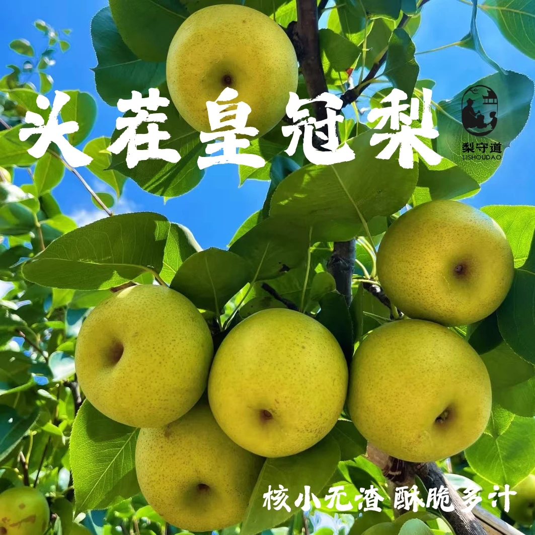 砀山青皮梨梨脆甜无渣汁水新鲜水果梨砀山脆甜梨脆甜多汁皮薄