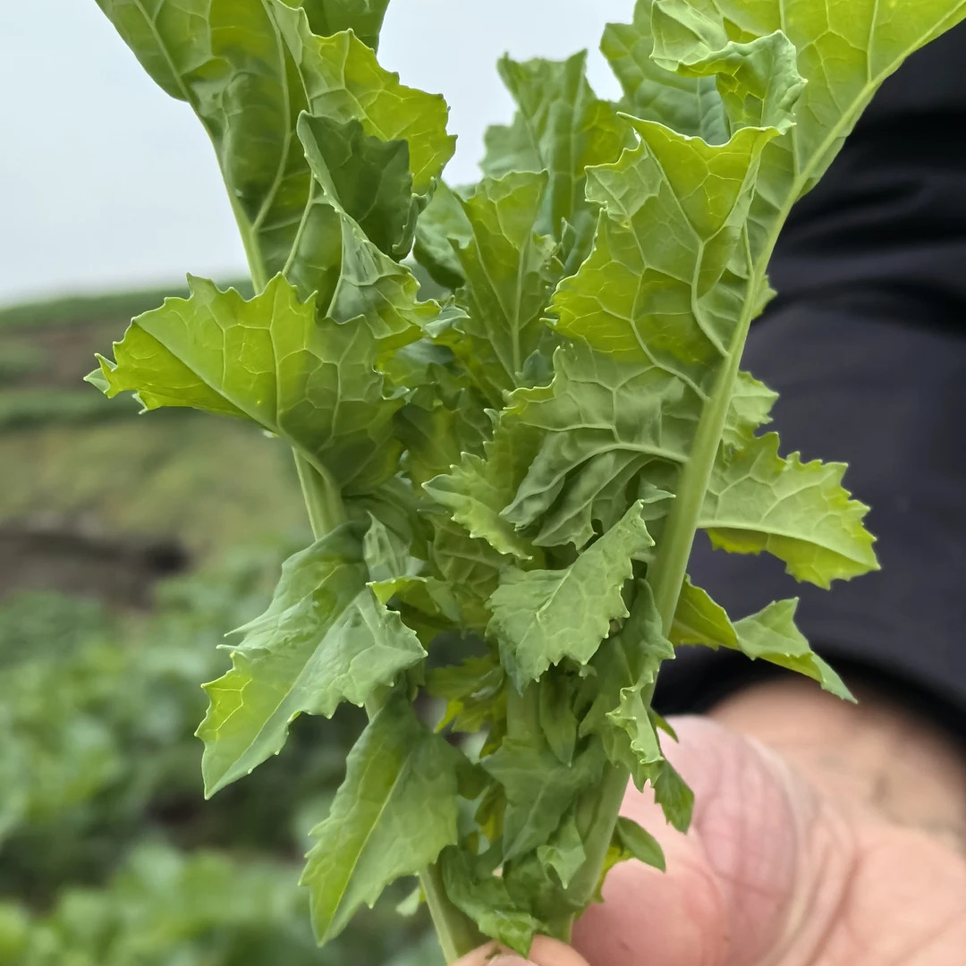 新鲜现摘油菜苔鲜嫩脆爽顺丰包邮