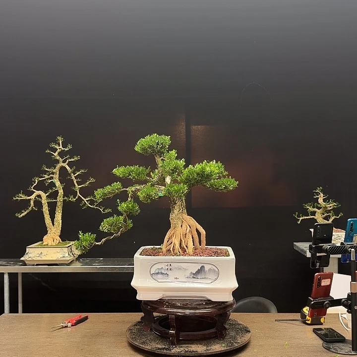 江***家无花朵广东皱皮雀舌黄杨