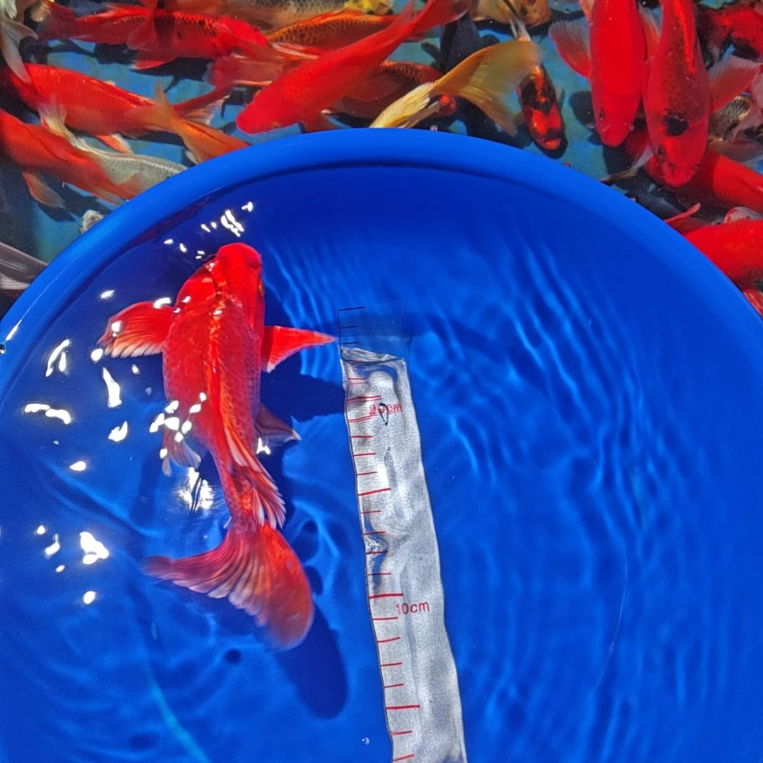 中国大陆冷水观赏鱼蝴蝶鲤