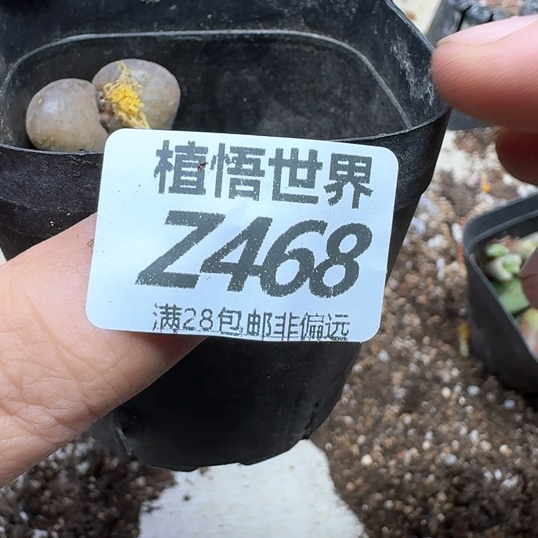 多肉我的动作gbbn