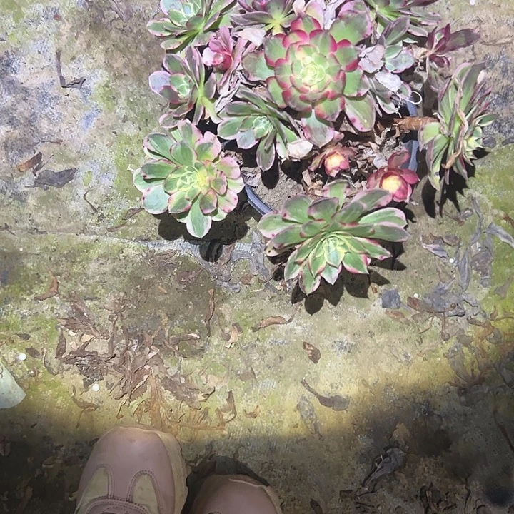 晶***晶不包侧枝一物一拍49