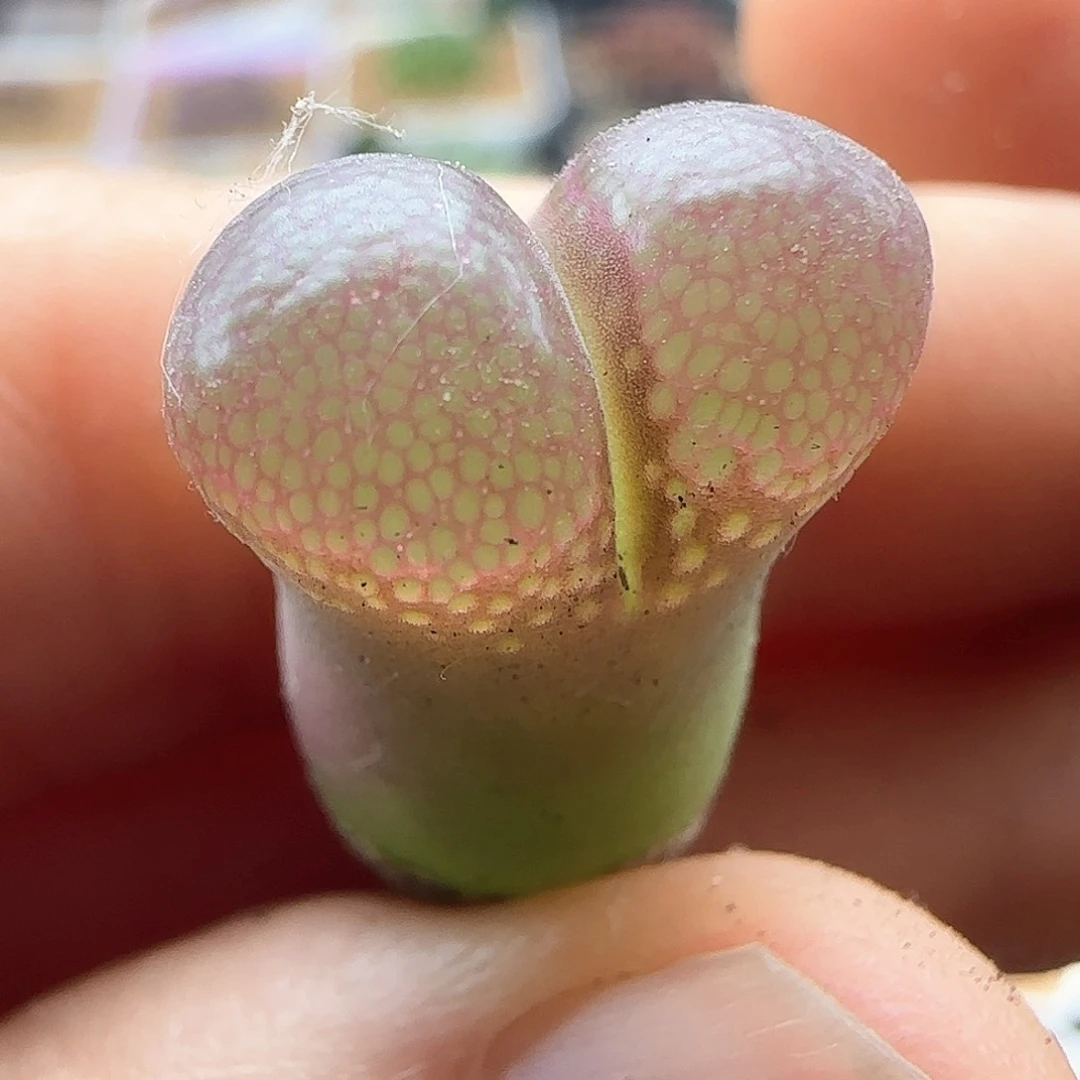 我的开播福利。   41044