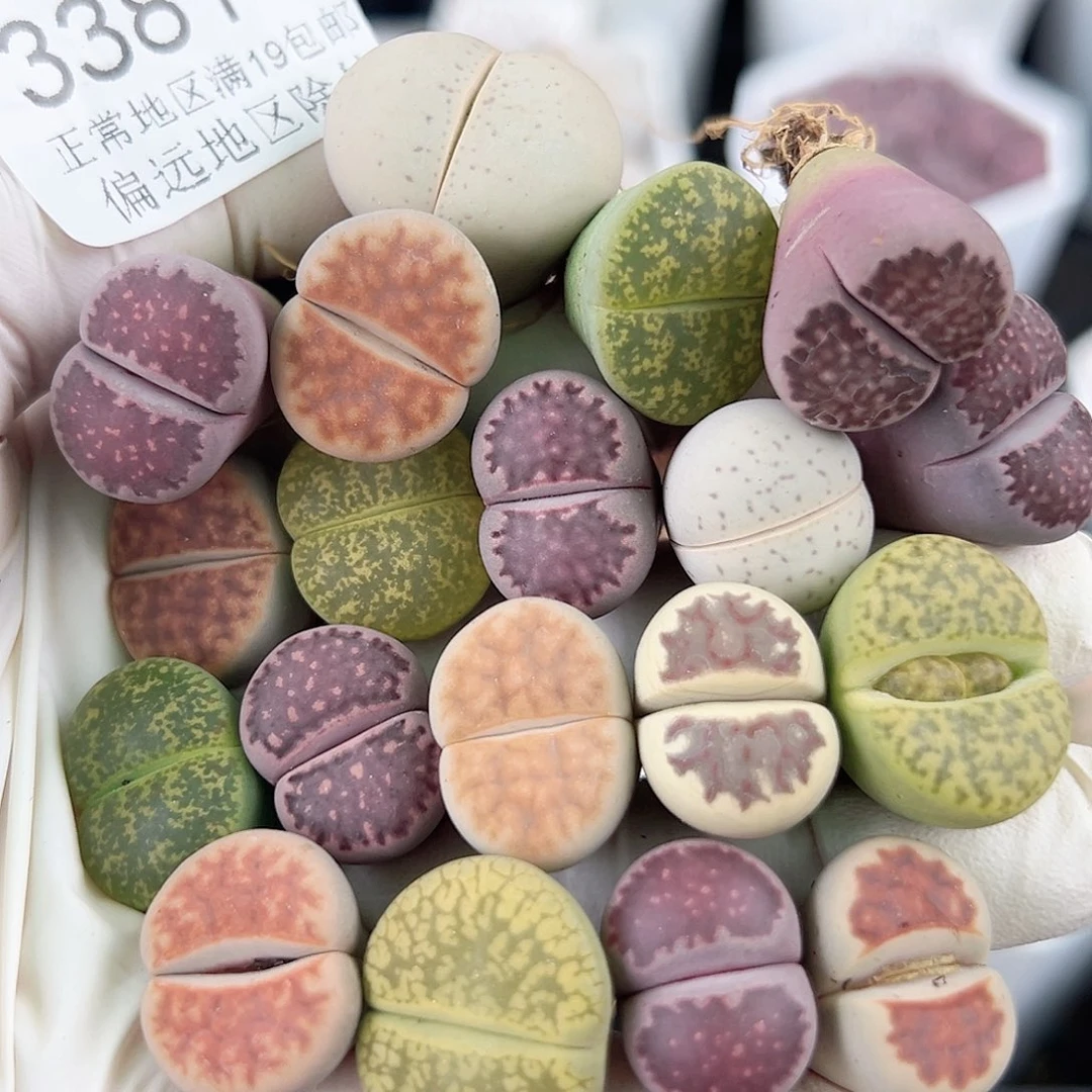 3381 好养易活生石花大母本19个