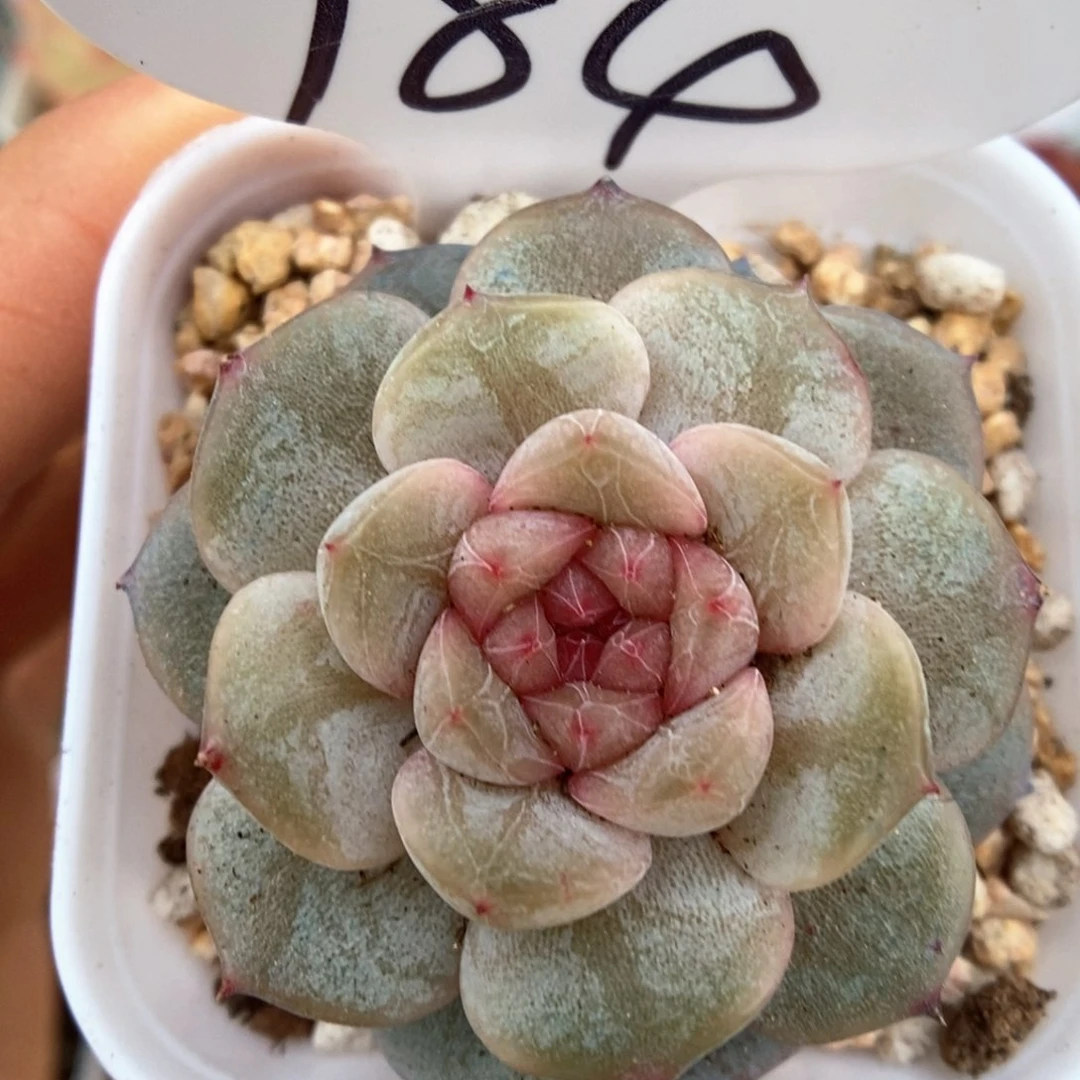 幸运星可拍984号。