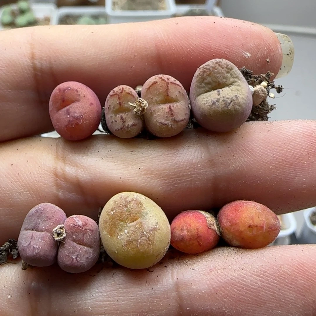 7-13-537当天满38包邮清货毛杂脱土