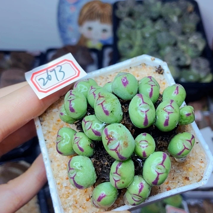 樱桃爱妃们的美肉