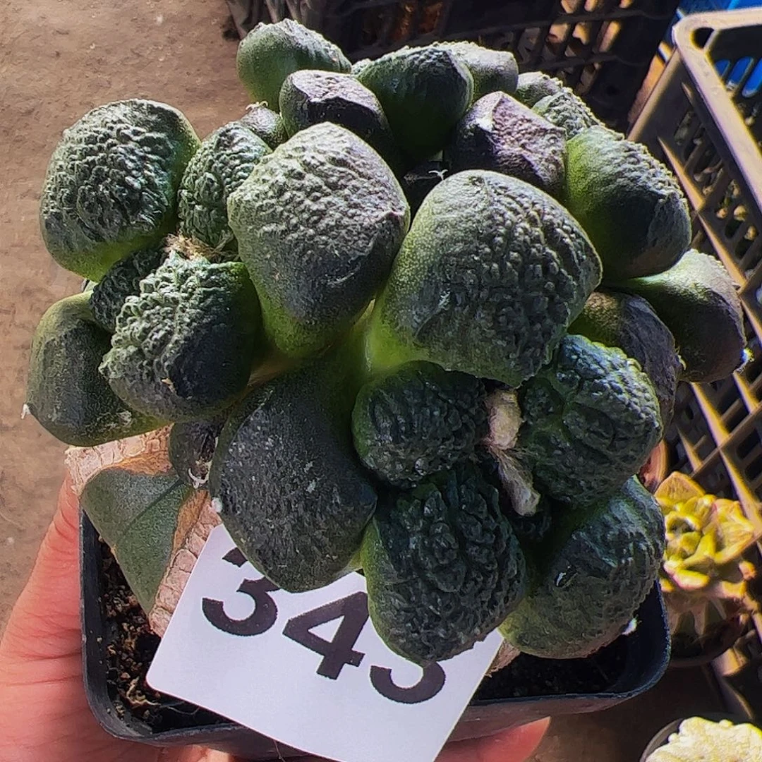 无花朵紫肌蛋尤连山群343