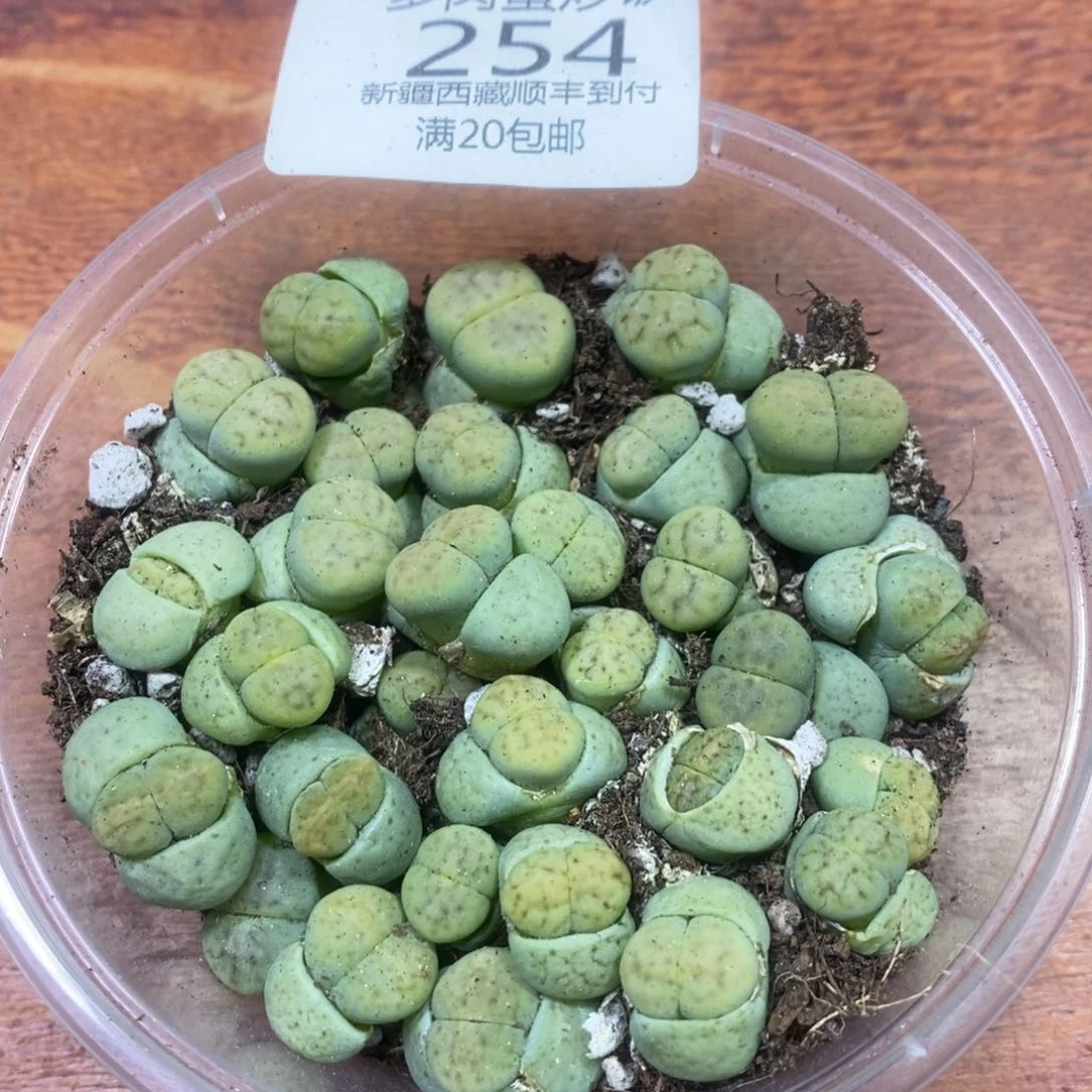 多肉蛋炒饭，感谢您相伴254