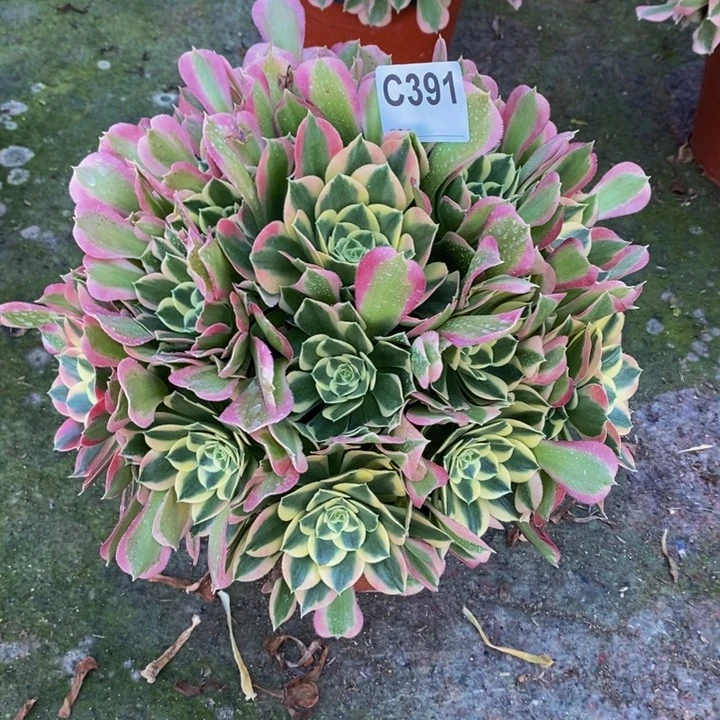 白凤多肉植物391