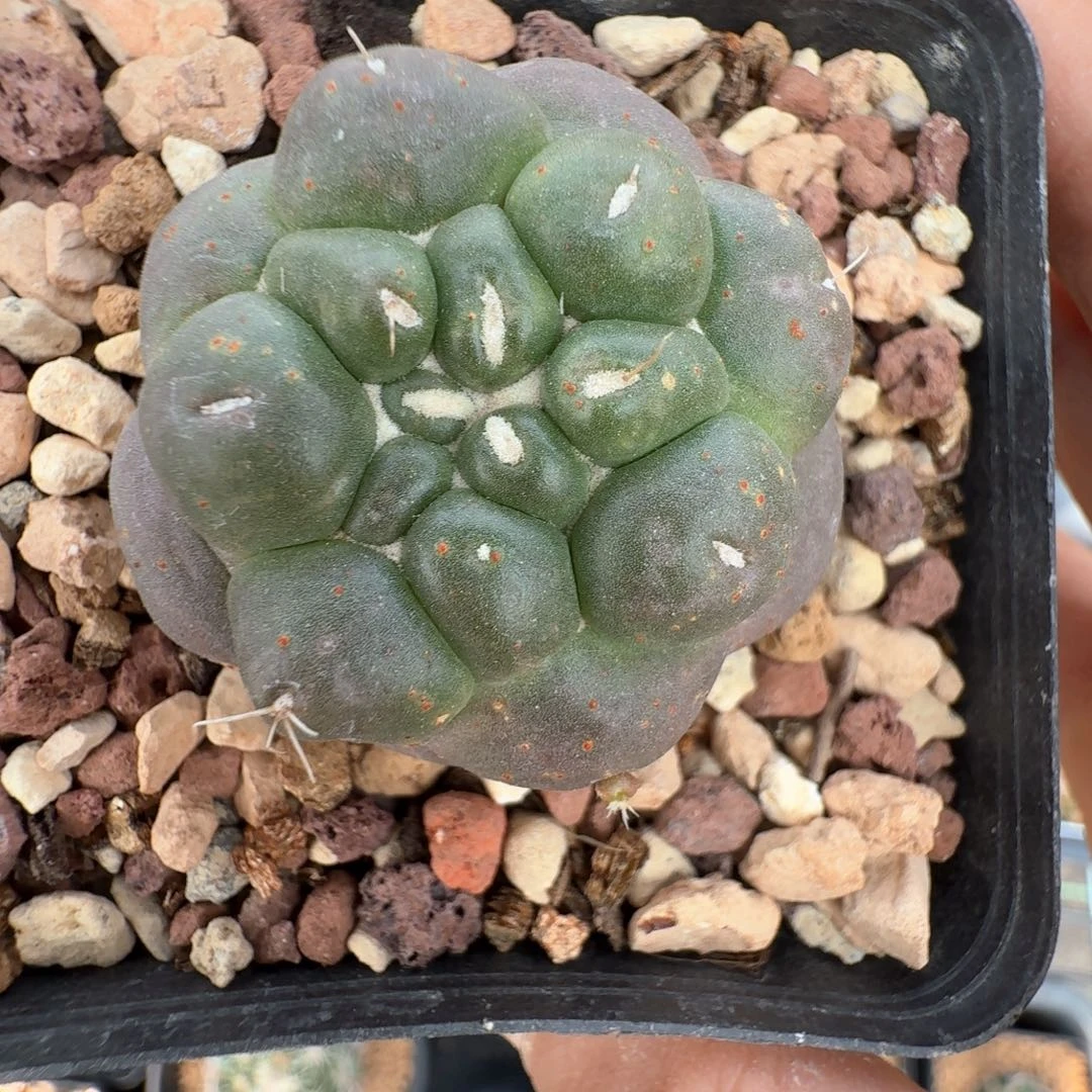 无花朵蜘蛛之眼紫皮