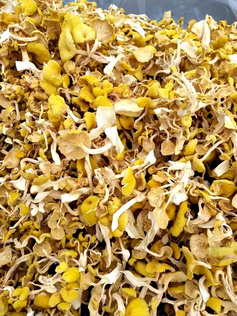 新鲜干货菇榆黄蘑土特产煲汤食用菌营养美味菌菇蘑菇干蘑菇菌子