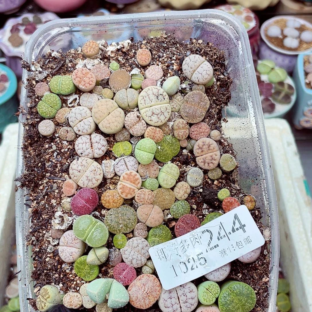生石花满18包邮1025-244