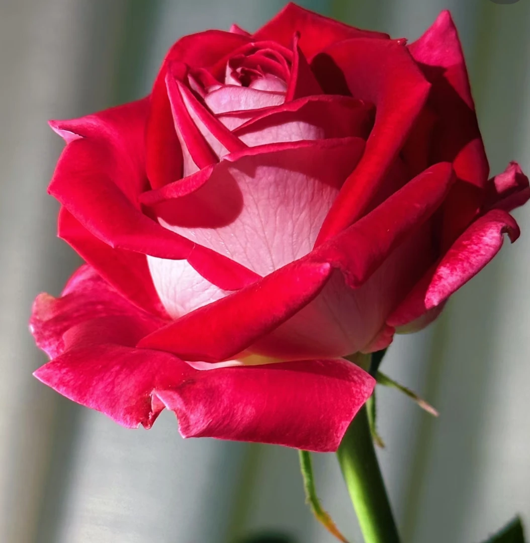 情书 红色切花大花浓香四季开花阳台庭院植物好养盆栽地栽苗