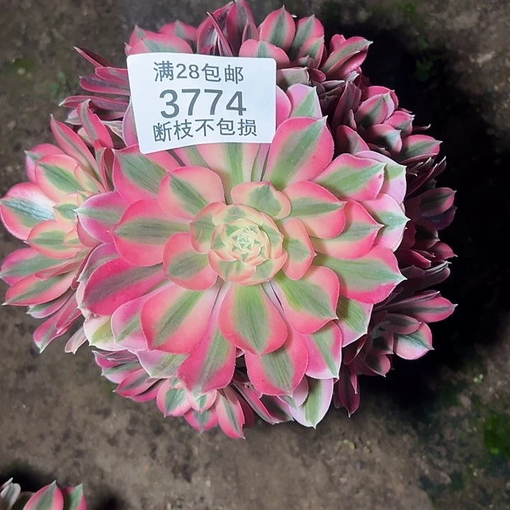 3774粉女巫多肉植物