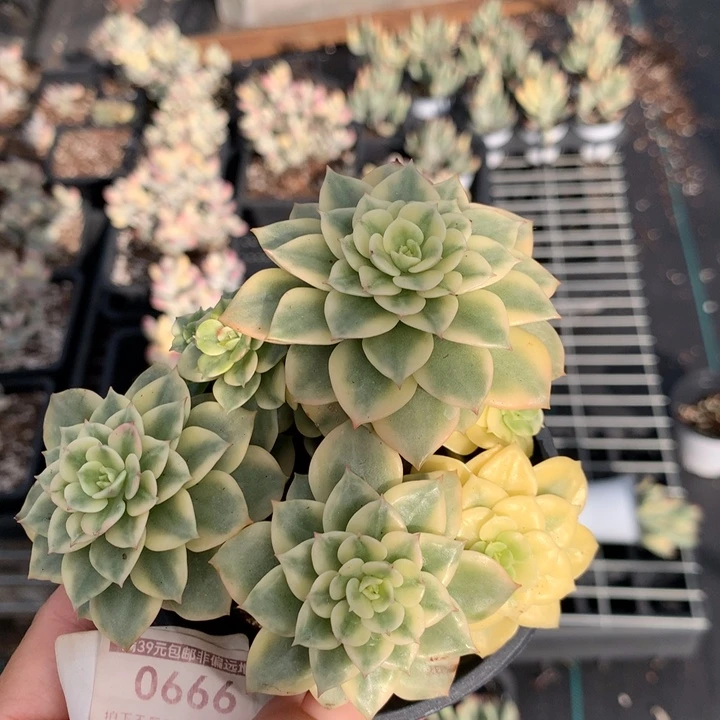 无花朵蜡牡丹锦 0666