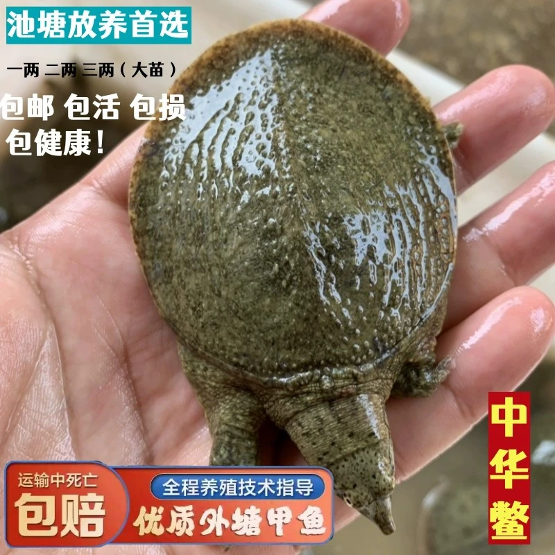 小苗活体苗外塘养殖广东省本地中华鳖鳌苗王八团甲鱼苗
