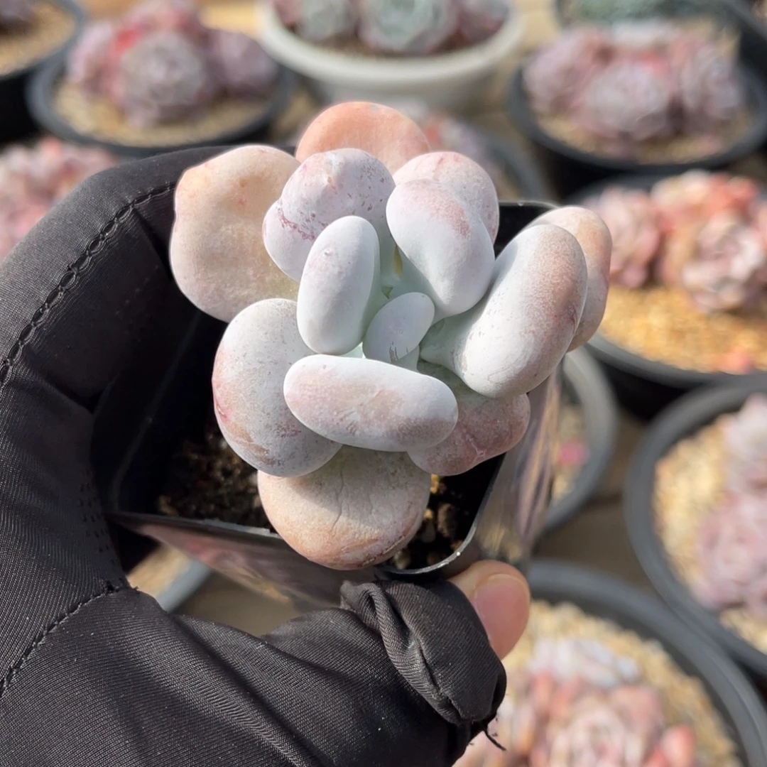 油煎丸子一物一拍