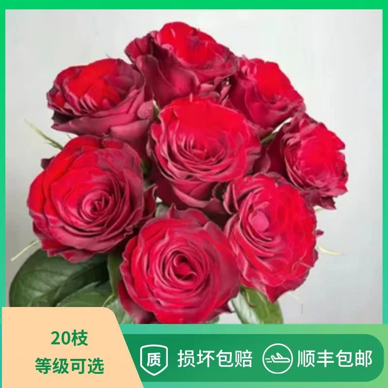 【顺丰包邮】鲜花直播现场卖花教师节高原红鲜花云南基地新鲜直发