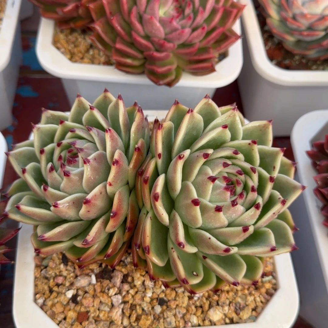 多肉植物一物一拍14