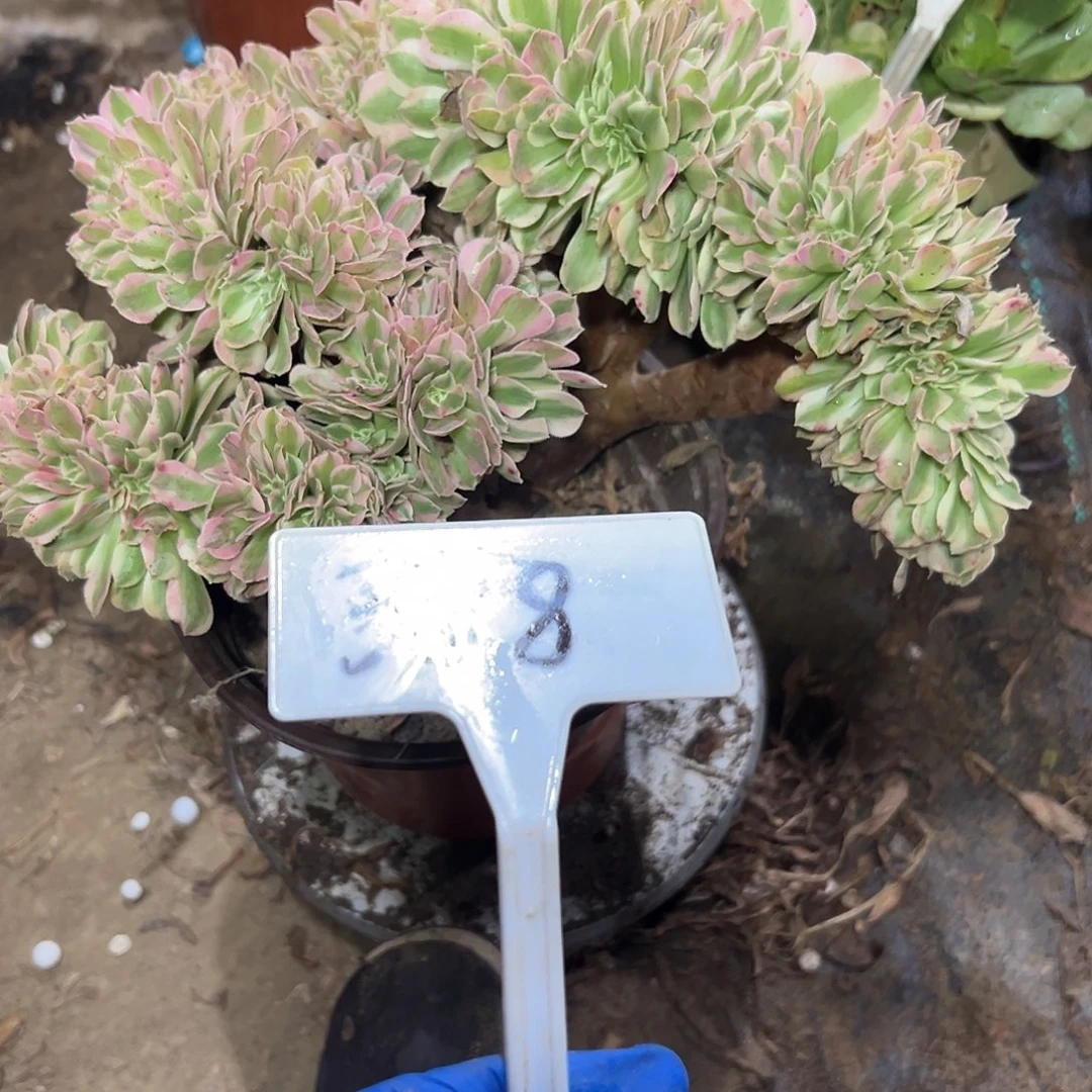 多肉植物粉女巫缀花398