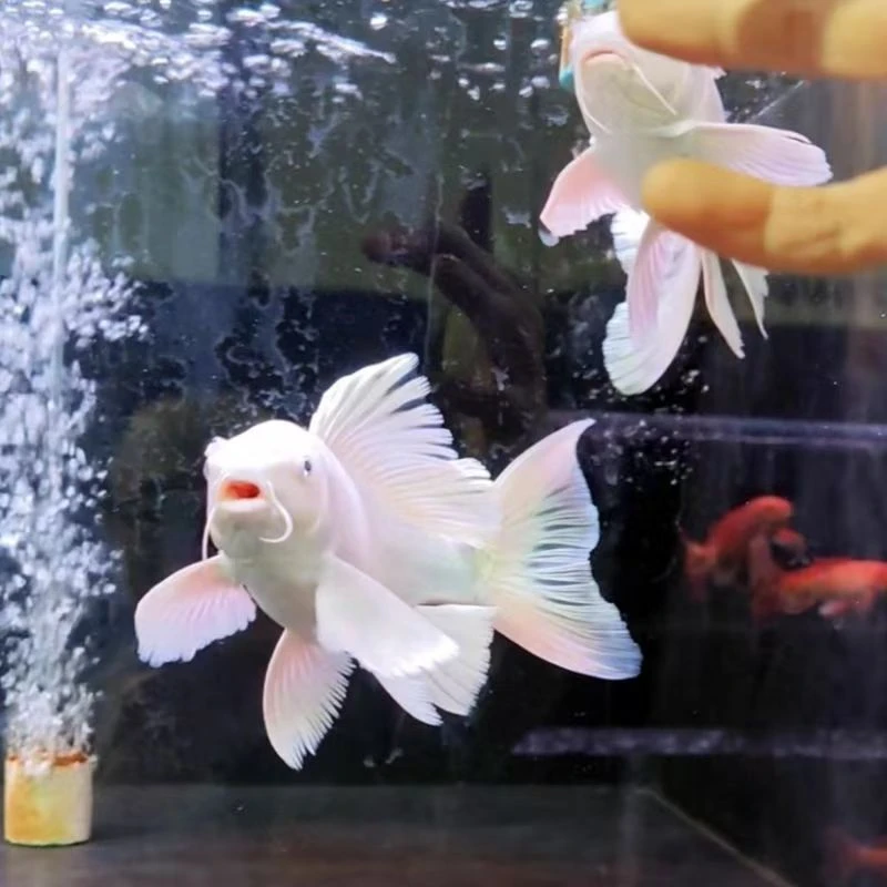 101-200纯种短身球体蝴蝶鲤冷水观赏鱼好养耐活