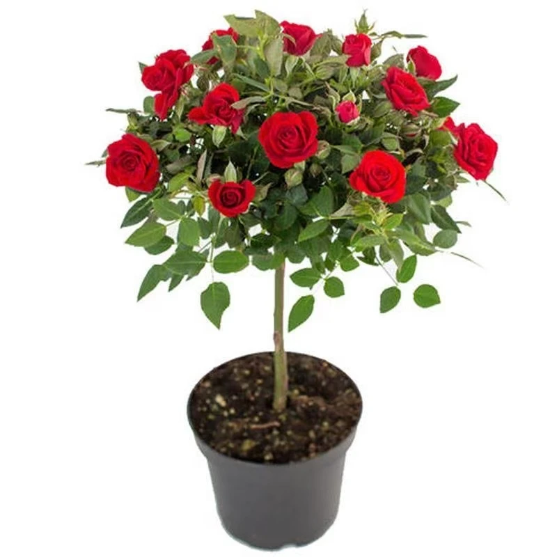 红苹果棒棒糖原盆原土发货四季开花浓香棒棒糖树桩月季盆栽花卉