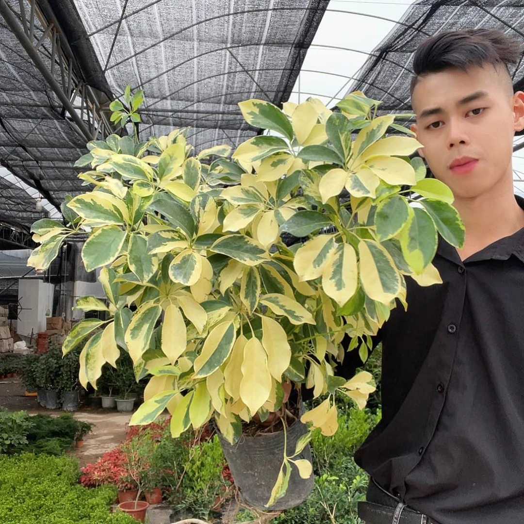 当前无花栽培后可以开花锦叶七叶莲