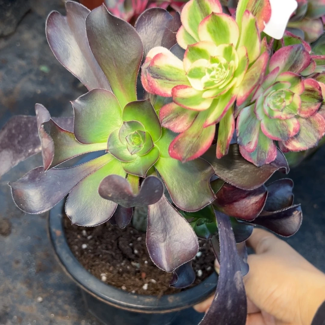 12伯爵无根duorouyizi