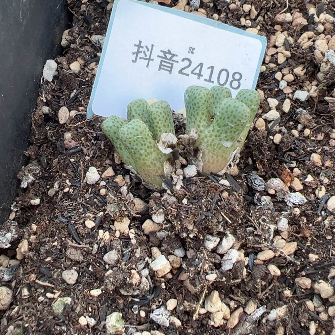 24-108肉锥多肉植物，