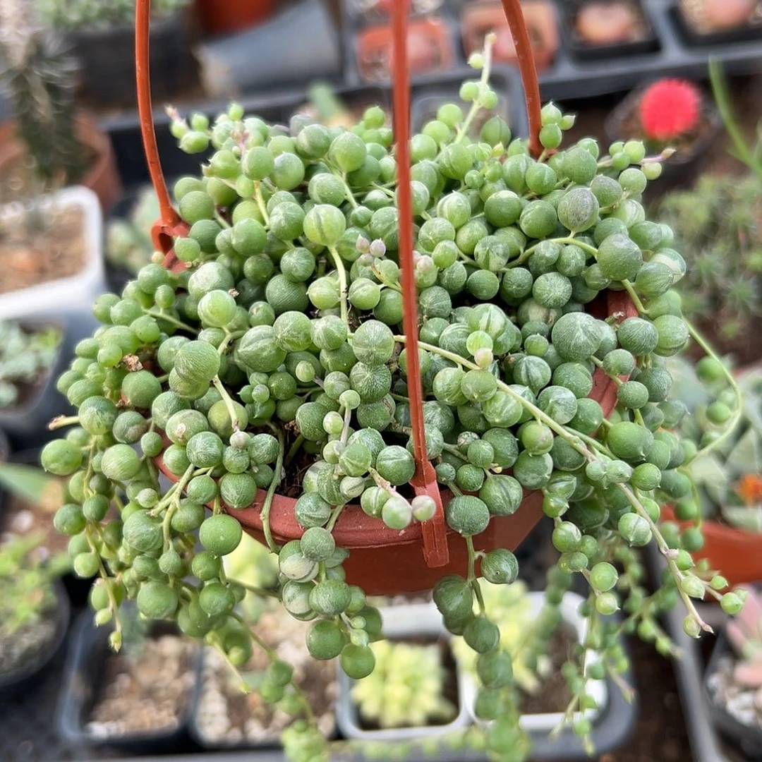 多肉植物多肉植物