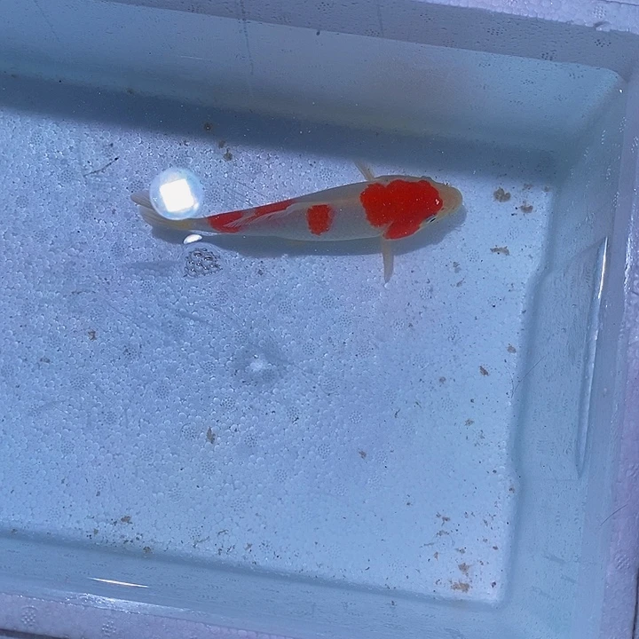 锦鲤锦鲤活鱼开箱包活
