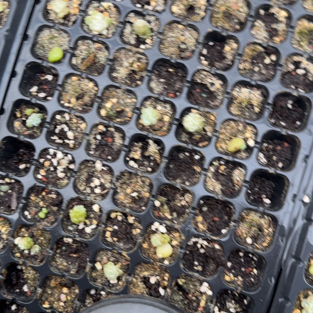 容止2个穴满25包邮