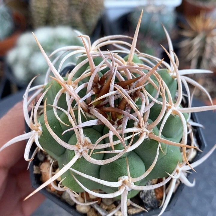 【闪购商品】曲刺碧岩玉